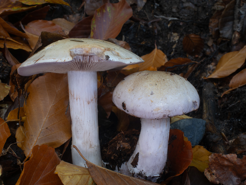 Cortinarius largus Cortinarius largus